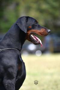 64675517_2295375223880340_4326477521135599616_n