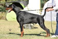 41682263_380142202527558_6991068565784756224_n